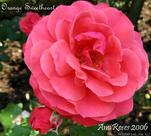 'Orange Sweetheart' rose photo