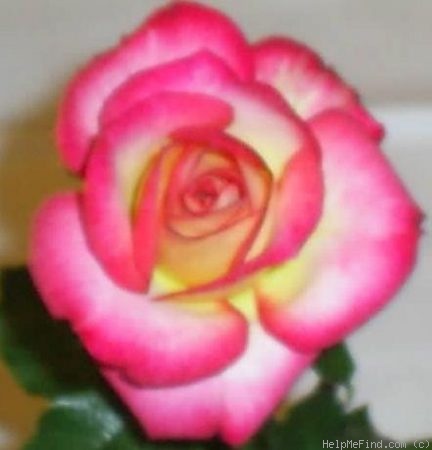 'Best of 04' rose photo