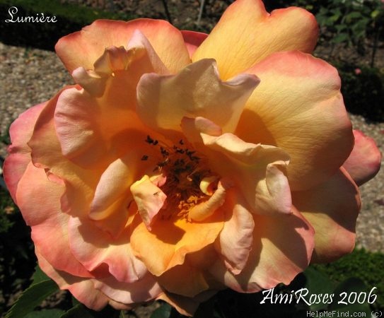 'Lumière' rose photo