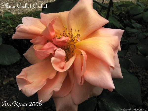 'Madame Cochet-Cochet' rose photo