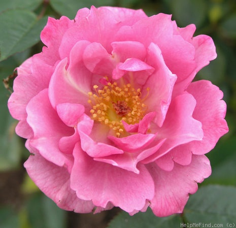 'Sachet ™' rose photo