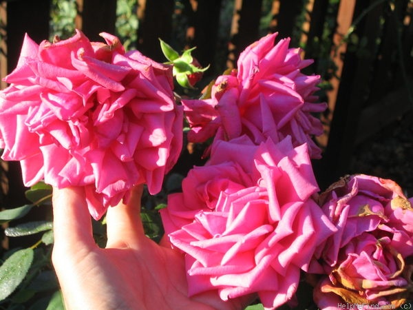 'Curly Pink' rose photo
