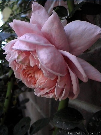 'Colette (climber, Meilland 1994)' rose photo