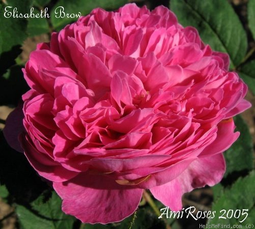 'Elisabeth Brow' rose photo