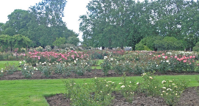 'Frimley Rose Gardens'  photo