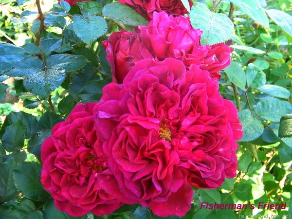 'Fisherman's Friend®' rose photo