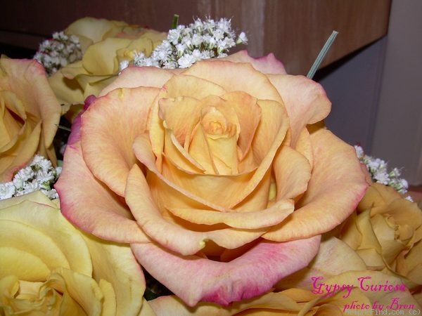 'Gypsy Curiosa' rose photo