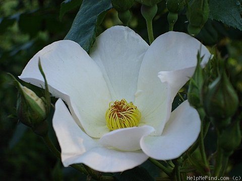 'Sally Holmes (Hybrid Musk, Holmes 1976)' rose photo