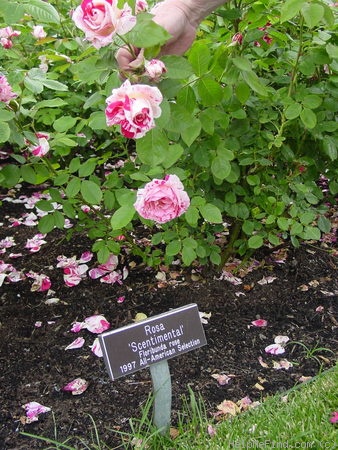 'Scentimental ™ (floribunda, Carruth 1996)' rose photo