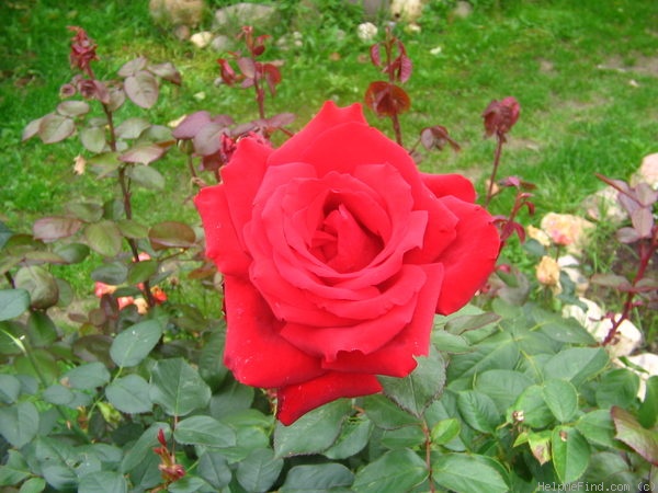 'Burgund' rose photo