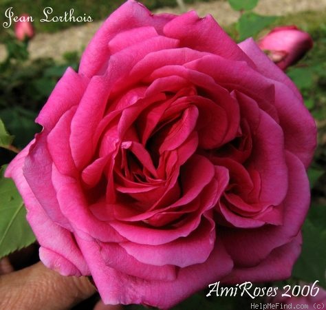 'Jean Lorthois' rose photo