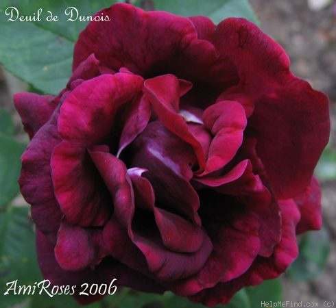 'Deuil de Dunois' rose photo
