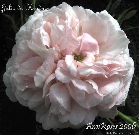 'Julie de Krudner' rose photo