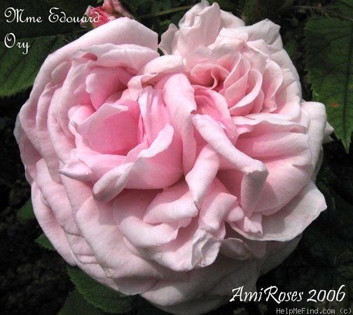 'Madame Edouard Ory' rose photo