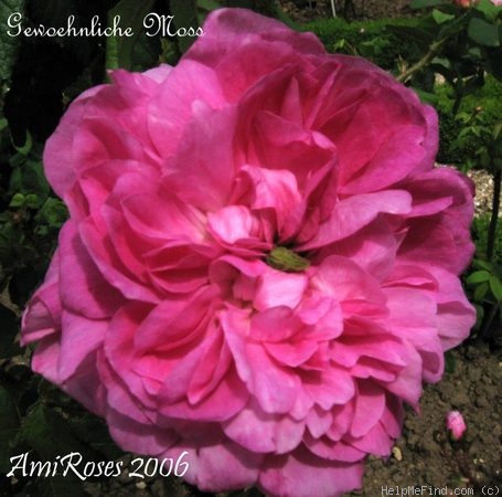 'Gewoehnliche Moosrose' rose photo