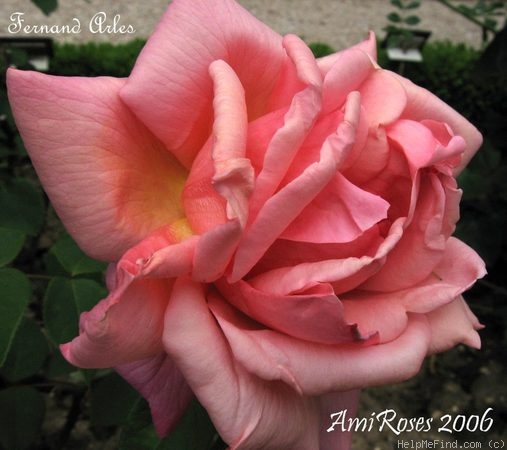 'Fernand Arles' rose photo