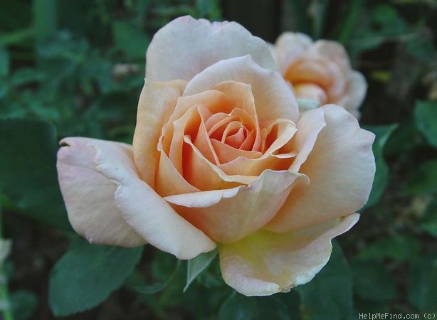 'Beauté (hybrid tea, Mallerin, 1953)' rose photo