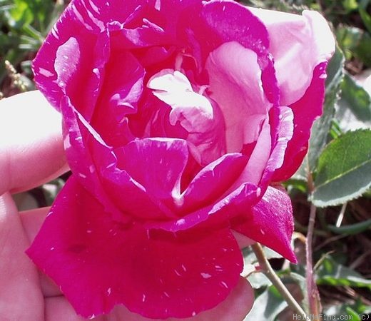 'Careless Love (hybrid tea, Conklin 1955)' rose photo