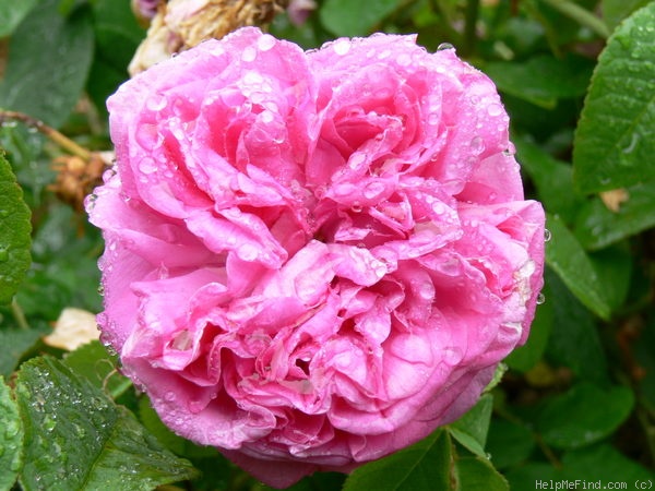 'Agar (gallica, Vibert, 1843)' rose photo