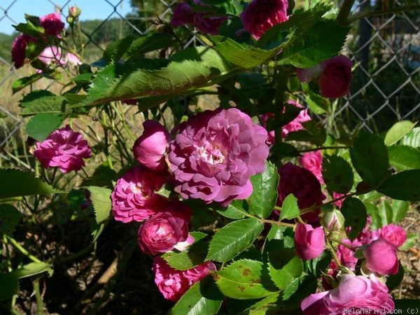'Bleu Magenta' rose photo