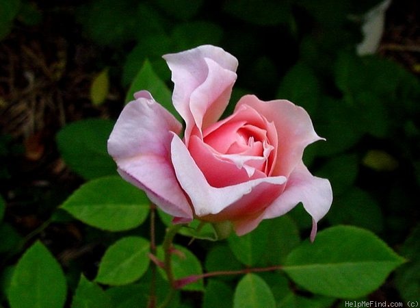 'Quietness' rose photo