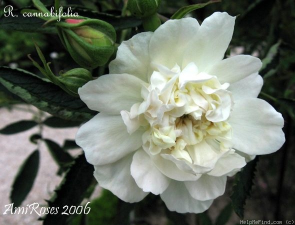 '<i>Rosa</i> x <i>cannabifolia</i>' rose photo