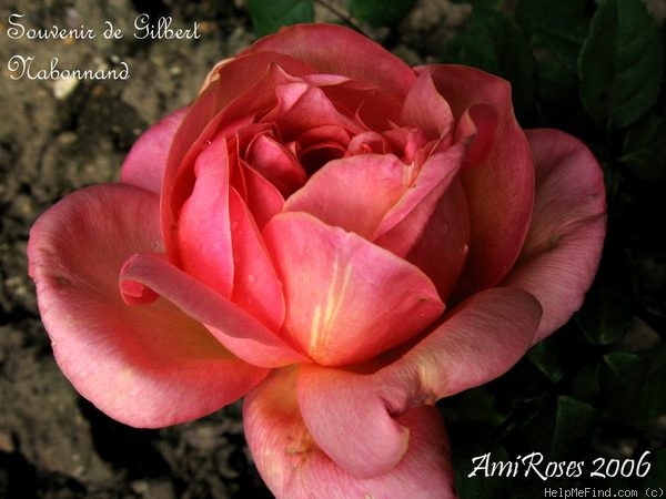 'Souvenir de Gilbert Nabonnand' rose photo