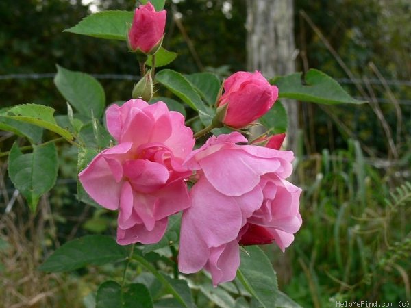'Lyric' rose photo