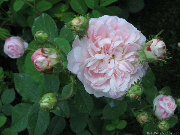 'Belle Isis (gallica, Parmentier, by 1845)' rose, click to enlarge 'Belle Isis (gallica, Parmentier, by 1845)' rose photo