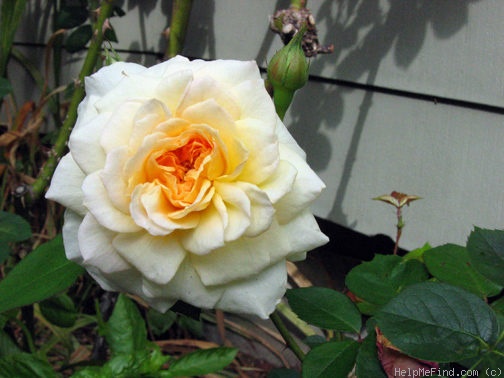 'Apricot Moon' rose photo