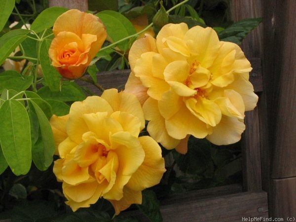 'Autumn Sunset (climber, Lowe 1986)' rose photo