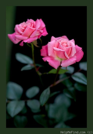 'Chelsea Brittlyn' rose photo