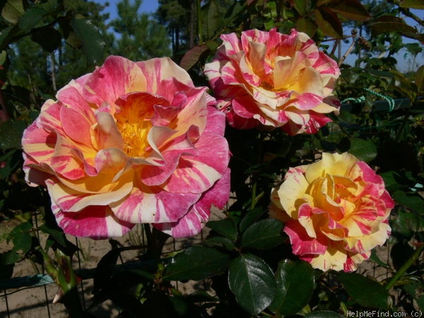'Maurice Utrillo ™' rose photo