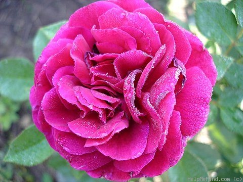 'The Prince ®' rose photo
