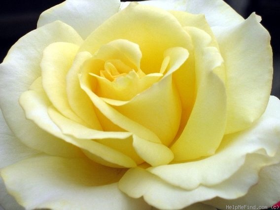 'Elina ®' rose photo