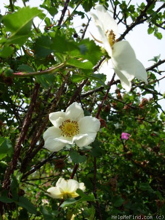 'Scots Rose' rose photo