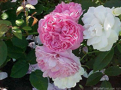 'Mary Rose ®' rose photo
