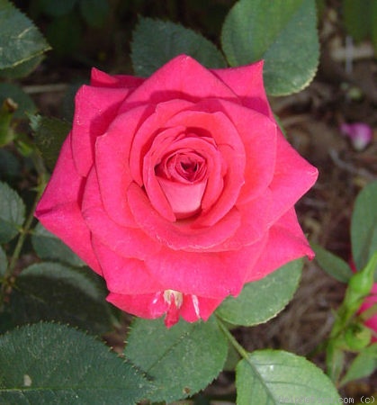 'Aristocrat ™ (miniature, White 2002)' rose photo