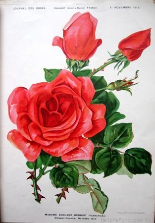 'Madame Edouard Herriot' rose photo
