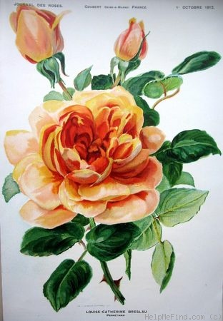 'Louise-Catherine Breslau' rose photo