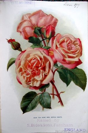 'Mrs. Sophia Neate' rose photo