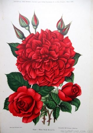 'Rhea Reid' rose, click to enlarge 'Rhea Reid' rose photo