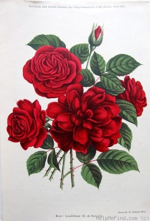 'Leuchtfeuer (hybrid china, Türke, 1909)' rose photo