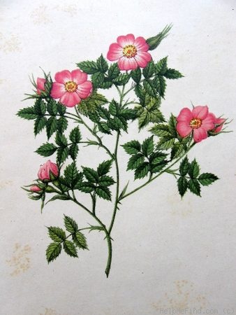 '<i>Rosa dumetorum</i> Thuillier synonym' rose photo
