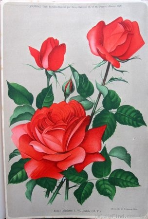 'Madame J.W. Büdde' rose photo
