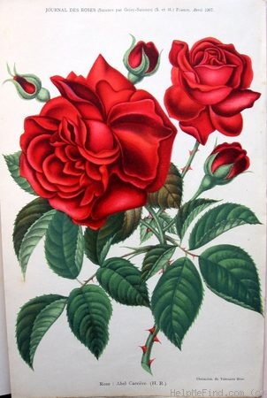 'Abel Carrière (hybrid perpetual, Verdier, 1875)' rose photo