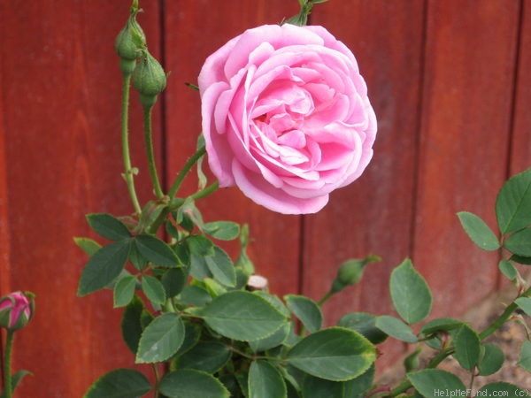 'Hermosa (bourbon, Marchesseau, 1832)' rose photo