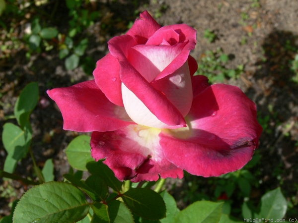 'Acapella ® (hybrid tea, Evers/Tantau, 1994)' rose photo