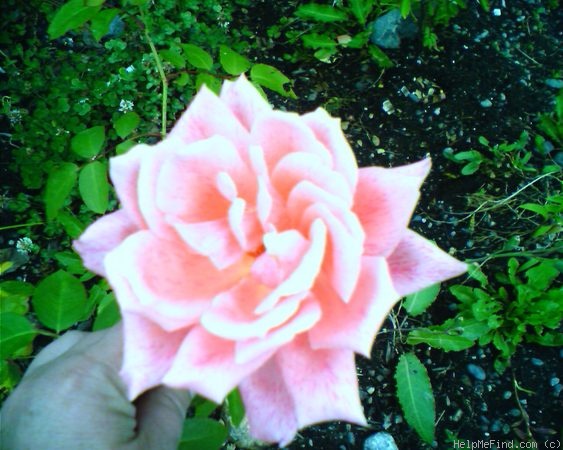 'Freckles' rose photo