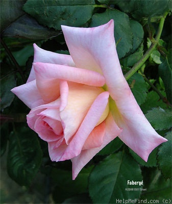 'Fabergé (Floribunda, Boerner before 1966)' rose photo